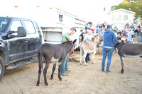2023 Hancock County Fair Donkey Races